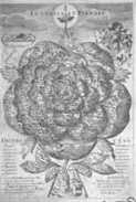Česká růže 1665